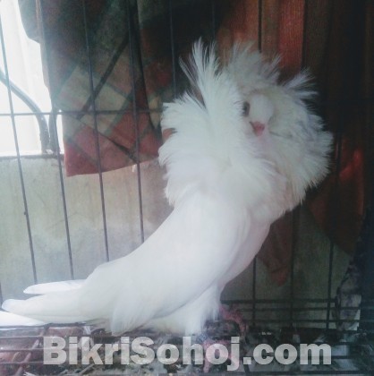 Jacobin pigeon (Female/Madi)